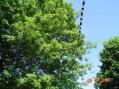 The main HF antenna is in that tree somewhere. A K1JEK Cobra Ultralite Jr. on 20-160. An A-99 vertical on 10/15.