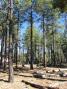 The overall scene at the N7IR portable location on the Mogollon Rim in central Arizona.  Lots of tall Ponderosa pines, with large gaps between them fortunately.