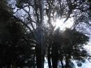Sunlight + trees + antennas = art.