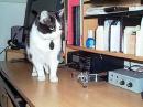 Yagi the Iambic Cat checks out the brass at the K3WQ operating position. 