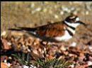 Killdeer