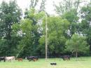 Wood mast and G5RV with Cows