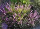 Wildflowers in JUNE!