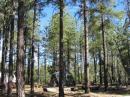 The overall scene at the N7IR portable location on the Mogollon Rim in central Arizona.  Lots of tall Ponderosa pines, with large gaps between them fortunately.