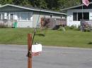 Simple Antenna Placed To Get Attention