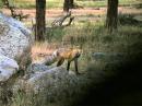 "Did someone order a fox for the Fox Hunt?" 
Wouldn't the tail on this somewhat rare gray fox look great hanging from your mobile whip?