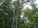 50 MHz beam below with 144/220/440 triband log periodic above, well below the tree line!
